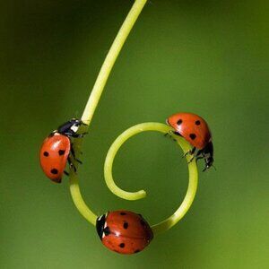 Meet your Posher, Shea